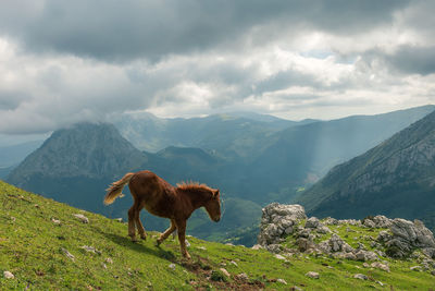 View of a horse on mountain against cloudy sky