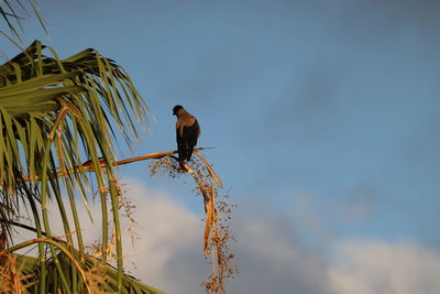 Bird perching on a tree