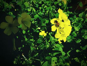 Close-up of yellow flowers