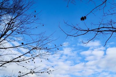 Low angle view of silhouette bare tree against sky