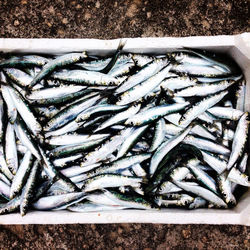 High angle view of fishes in container on table