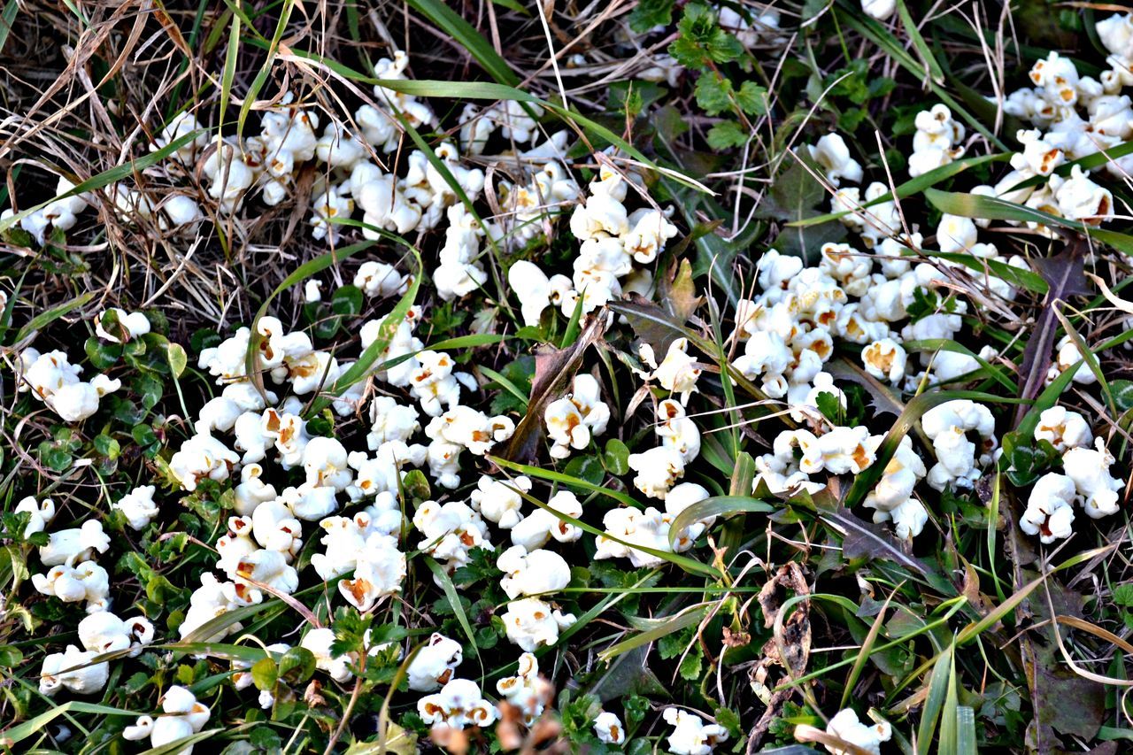 flower, white color, growth, fragility, freshness, nature, beauty in nature, plant, field, petal, high angle view, grass, leaf, blooming, white, green color, flower head, day, in bloom, outdoors