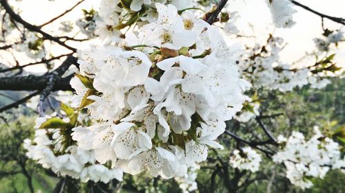 Close-up of white apple blossoms in spring