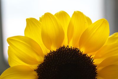 Close-up of sunflower