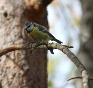 Close-up of bird perching on branch