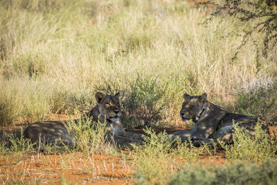 Two african lioness with radio collar lying down in kgalagadi transfrontier park, south africa