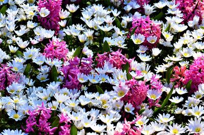 Close-up of pink flowering plants