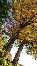 Low angle view of tree