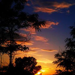 Silhouette of trees at sunset