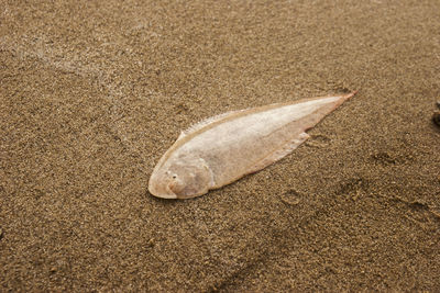 High angle view of shell on sand
