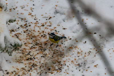 High angle view of fish swimming in sea