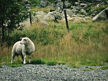 View of an animal on field
