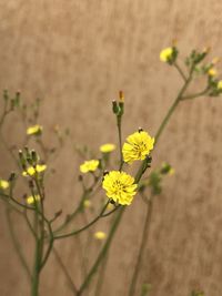 Close-up of yellow flowering plant