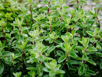 Close-up of fresh green leaves on field