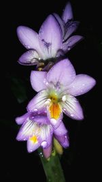 Close-up of wet flower blooming against black background