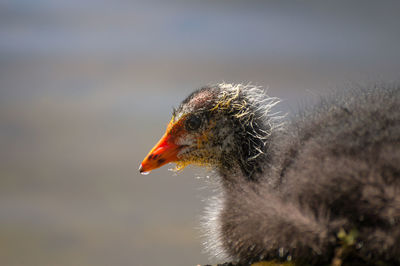 Close-up of young bird