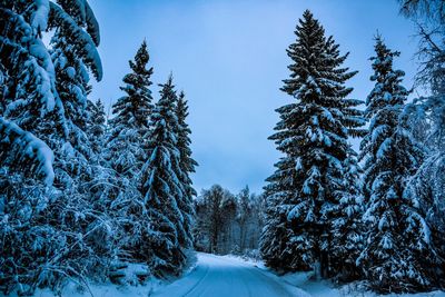 Snow covered pine trees against sky during winter