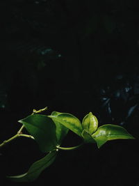 Close-up of green leaves