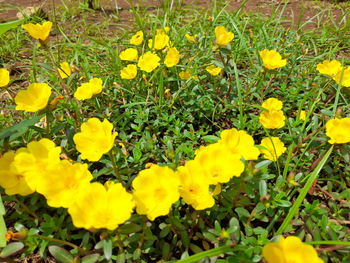 High angle view of yellow flowering plants on field