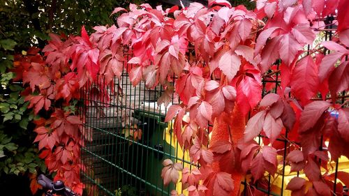 Flowers growing on tree