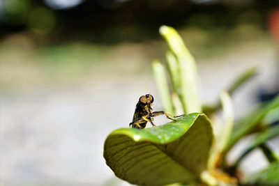 Close-up of insect on leaf