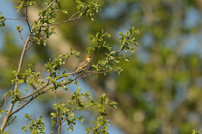 Close-up of flowering plant against tree