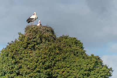 Low angle view of bird perching on field against sky