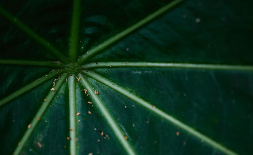 Close-up of wet plant leaves during rainy season