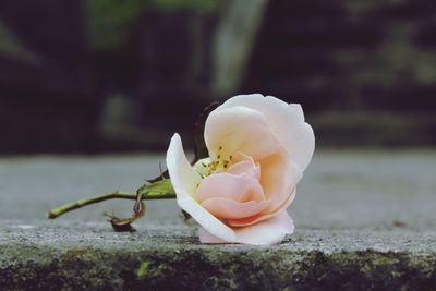 Close-up of white rose