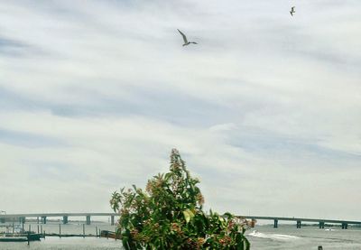 Low angle view of bird flying against sky