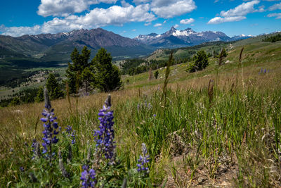 Scenic view of purple flowering plants on field against sky