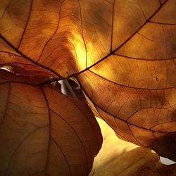 Close-up of dried plant