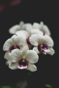 Close-up of white flowers