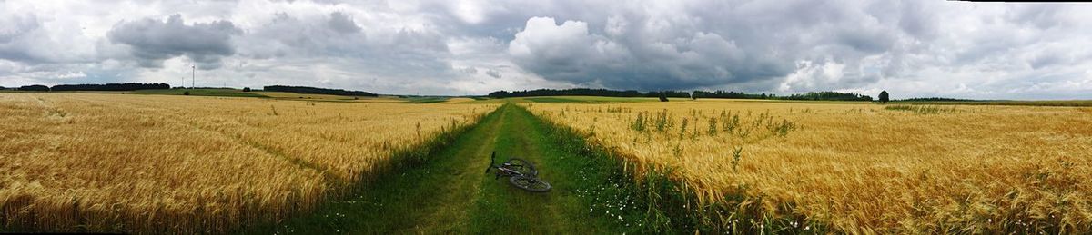 Panoramic view of wheat field against sky