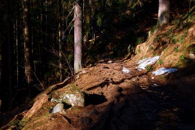 Fallen tree in forest