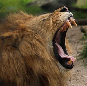 Close-up of cat yawning