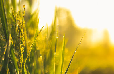 Close-up of crops growing on field against sky