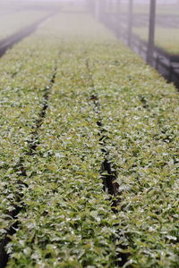 Close-up of crop growing on field