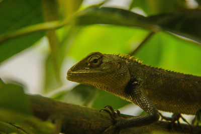 Close-up of a lizard on tree