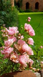 Close-up of pink flowers blooming outdoors