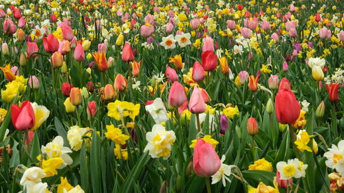 Close-up of red tulips
