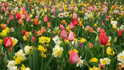 Close-up of red tulips