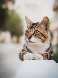 Close-up portrait of a cat looking away