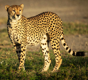 View of a cat on field