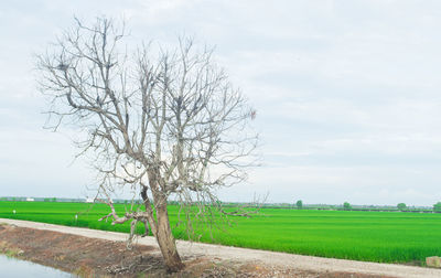 Tree on field against sky