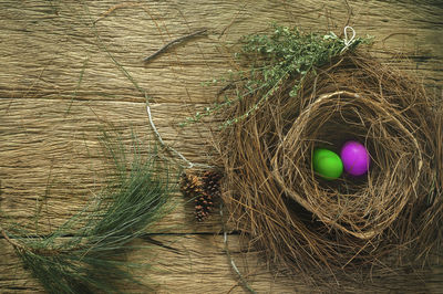 High angle view of eggs in nest