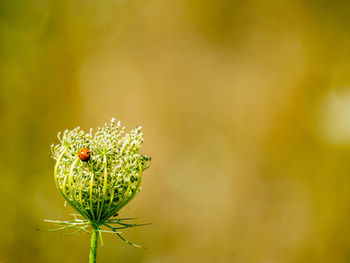 Close-up of insect on flower