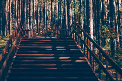 Footpath amidst trees in forest