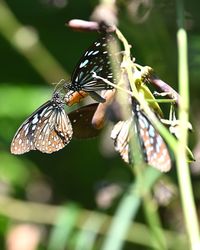 Close-up of butterfly pollinating on flower