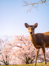 Portrait of giraffe